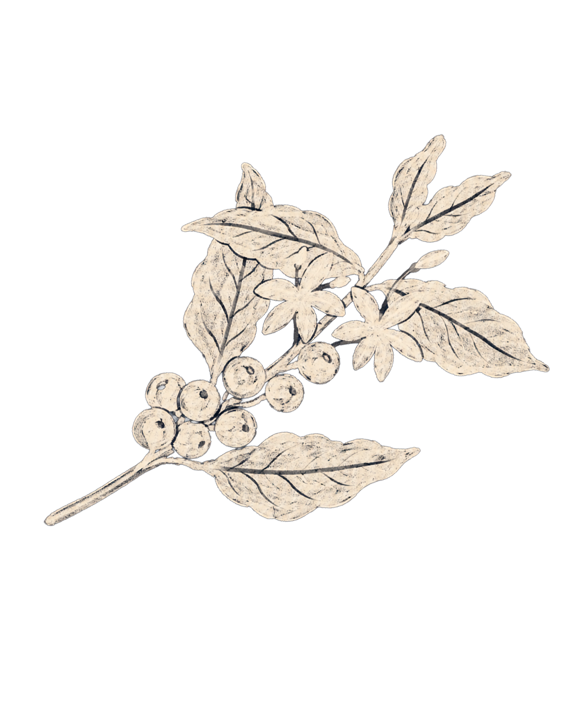 Coffee branch